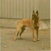 The Malinois